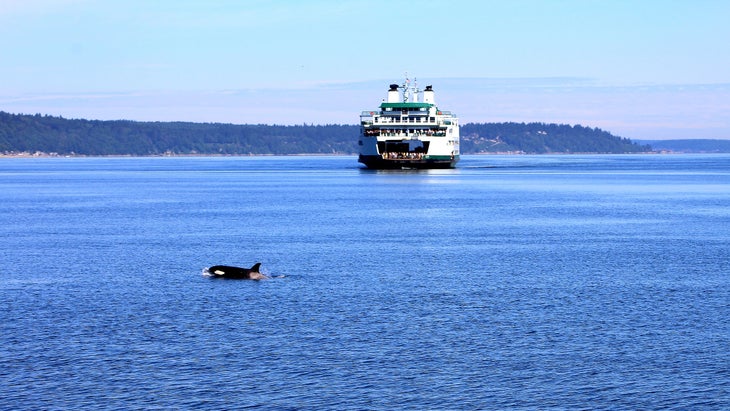 puget sound ferry and orca