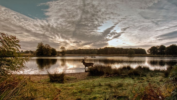 red deer in richmond park, london at dawn