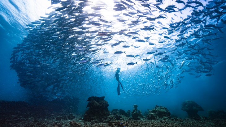 A solo female freediver diving underwater in the ocean with a group of jackfish