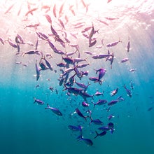 scuba diver swimming with a school of fish in the maldives