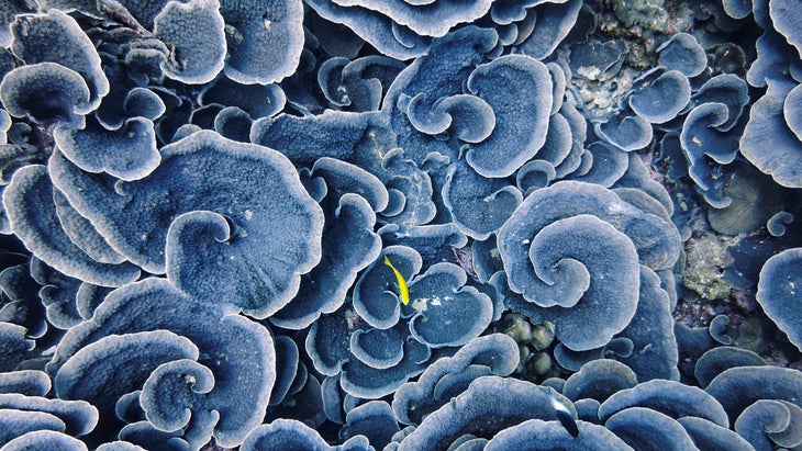 Coral garden in the bay of Beau Vallon, Seychelles