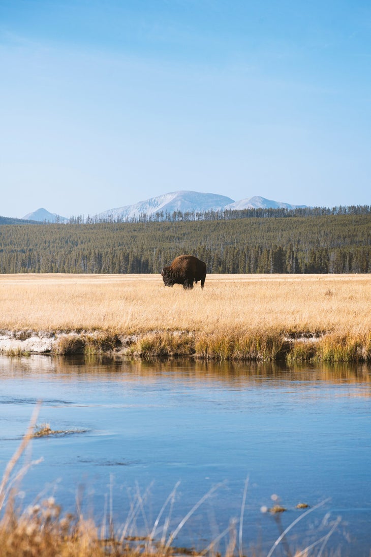 Bison in Yellowstone National Park