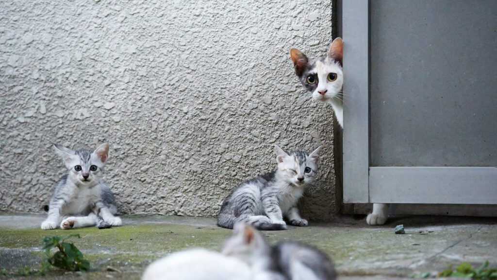 ＜BB.Kong＞STRAY CATS UNRELEASED DEMO Before the New House Was Even Finished, These 3 Kittens Moved In