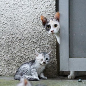 Family of stray cats