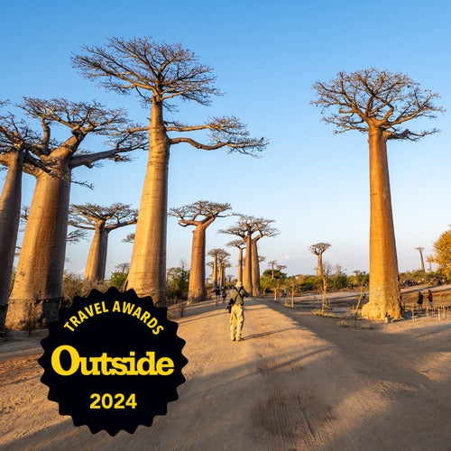 A walk amid Madagascar’s massive baobabs
