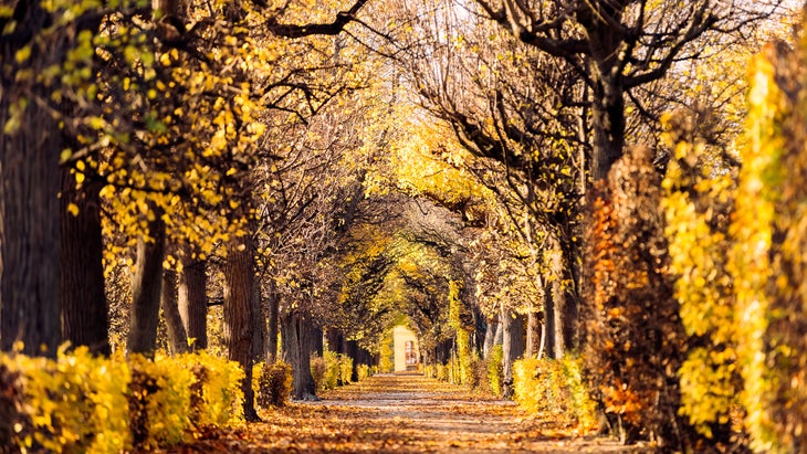 Schönbrunner Schlosspark (Park of Schonbrunn) in autumn colors, Vienna, Austria