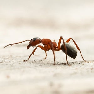 A red ant walking across rocks.