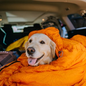 Dog wrapped in sleeping bag in trunk of car