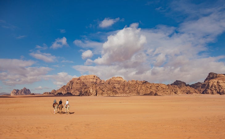 Camels in Jordan