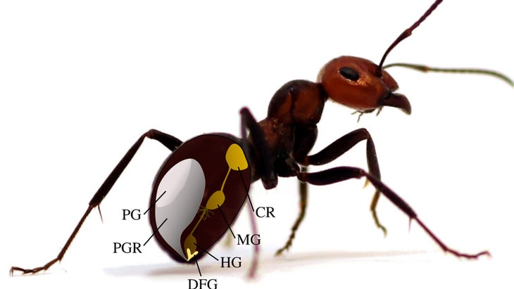 A rendering of an ant showing the pheromone glands. 