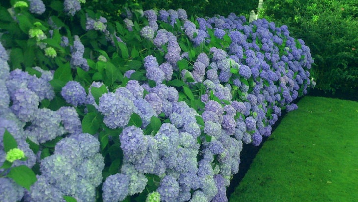 Blue hydrangea bushes