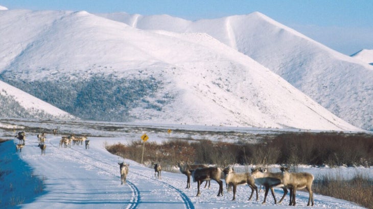 A herd of caribou make their way across a snow-covered Dempster Highway in Yukon, Canada.