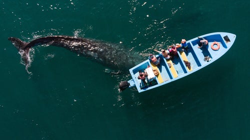 A gray whale swims beneath a boat with seven people. The whales swim thousands of miles to mate in the warmer waters off the Baja peninsula.