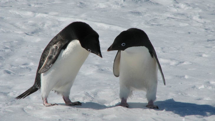 Two Adelie penguins in Antarctica
