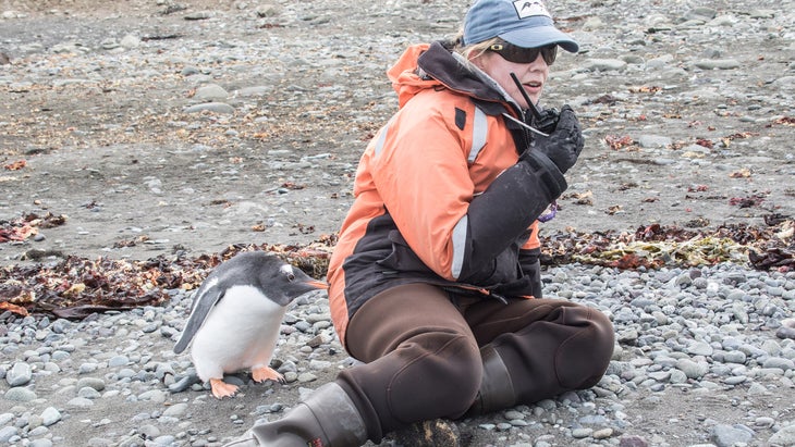 woman polar guide and penguin chick