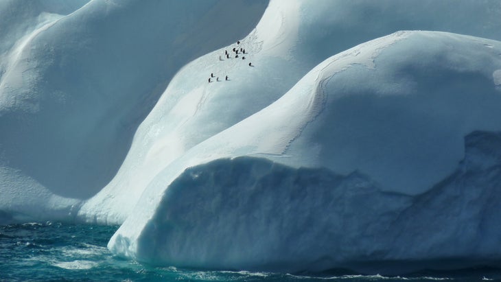 penguins high on the ice in the South Orkneys