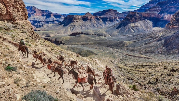 A convoy of mules herded by two riders heads up a trail from the canyon floor.