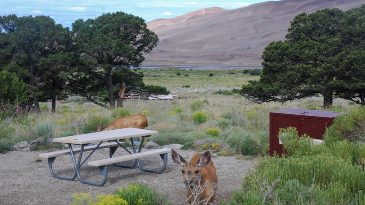 At Piñon Flats Campground, snag a site on the outer loop for direct views of the dunes.