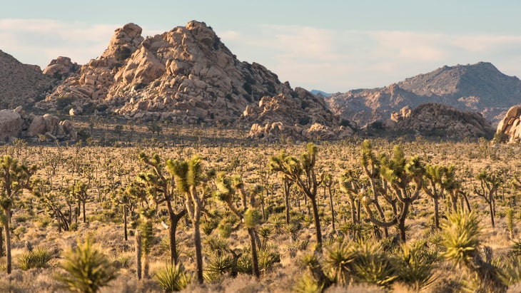 Lost Horse Valley, Joshua Tree National Park