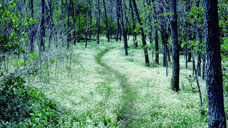 Appalachian Trail Shenandoah National Park