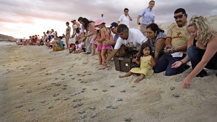 A line of Los Cabos locals and tourists release 300 olive ridley turtle hatchlings to make their way to the sea.