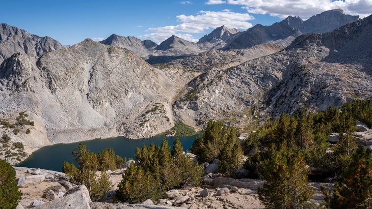 whitebark pine landscape