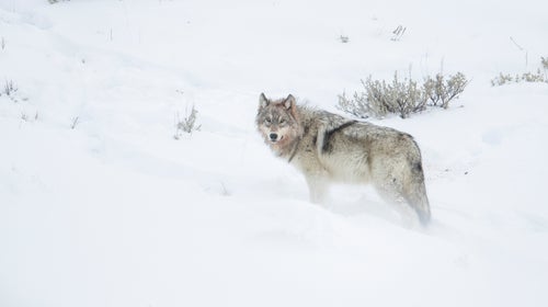 wyoming man allegedly tortures and kills a juvenile wolf