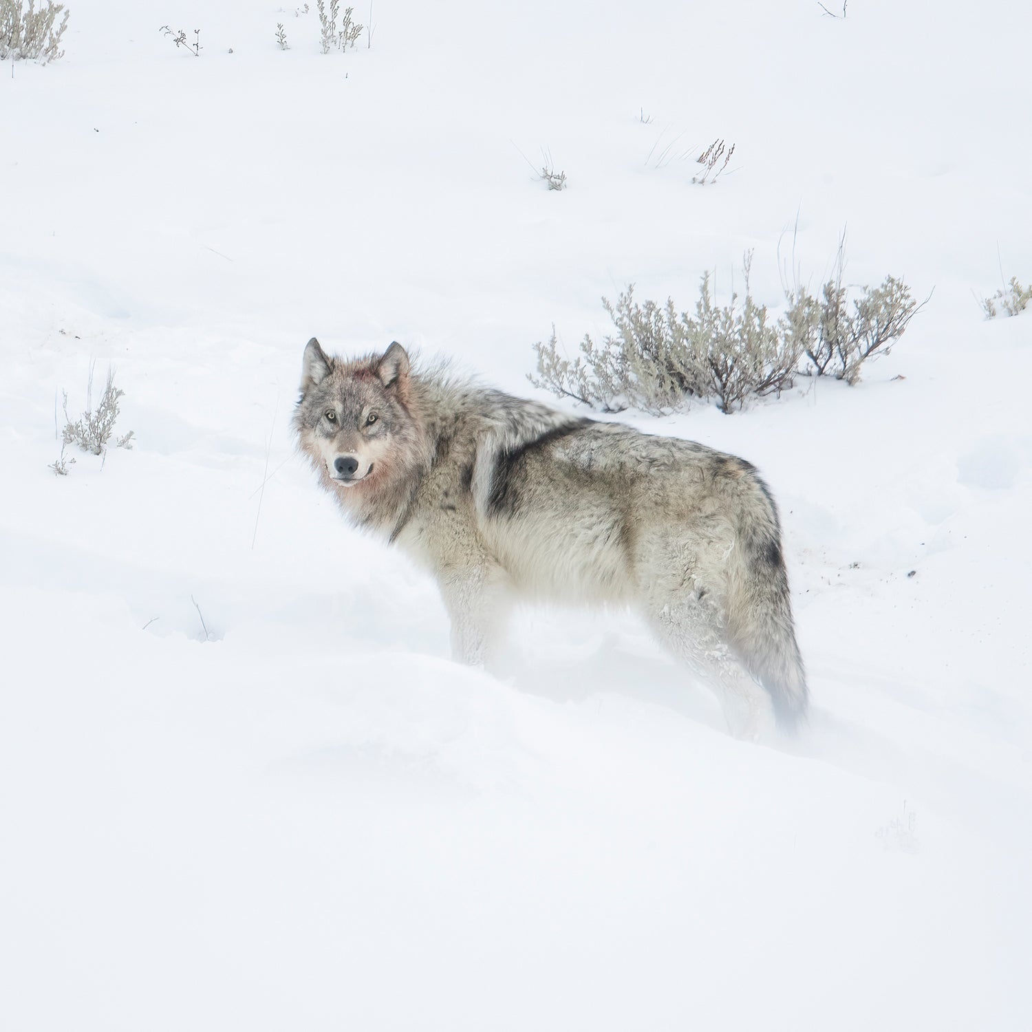 wyoming man allegedly tortures and kills a juvenile wolf