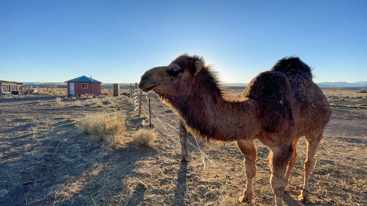Yurt and camels (yes, camels!) in San Luis Valley