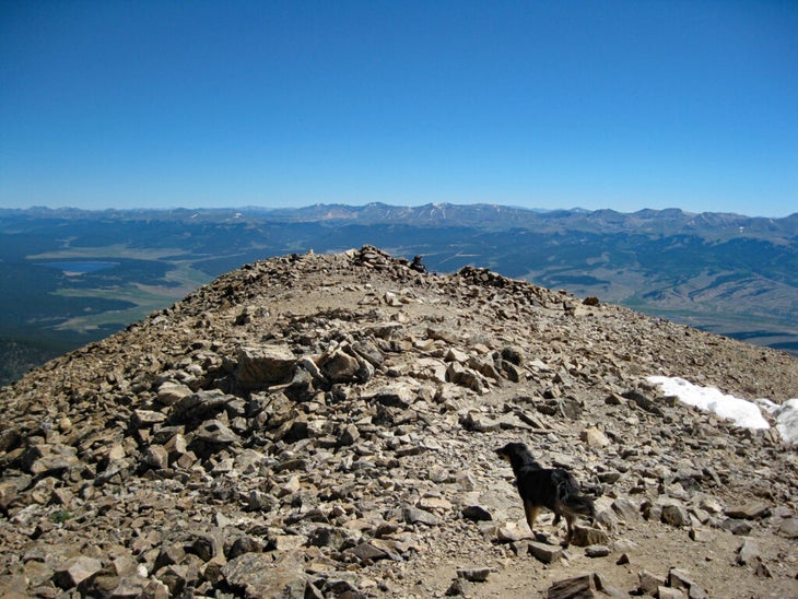 Dog high on Colorado mopuntain trail on a clear day