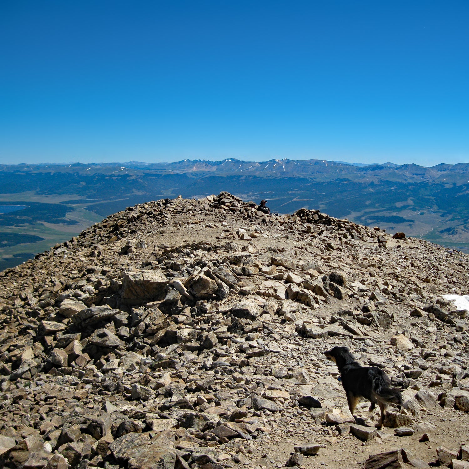 Happy dog looking out on a blue sky from the summit of Colorado's Mount Elbert