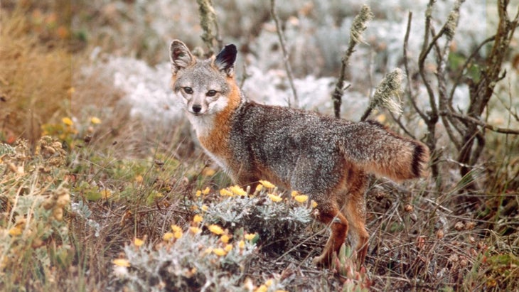 wild fox in Channel Island National Park