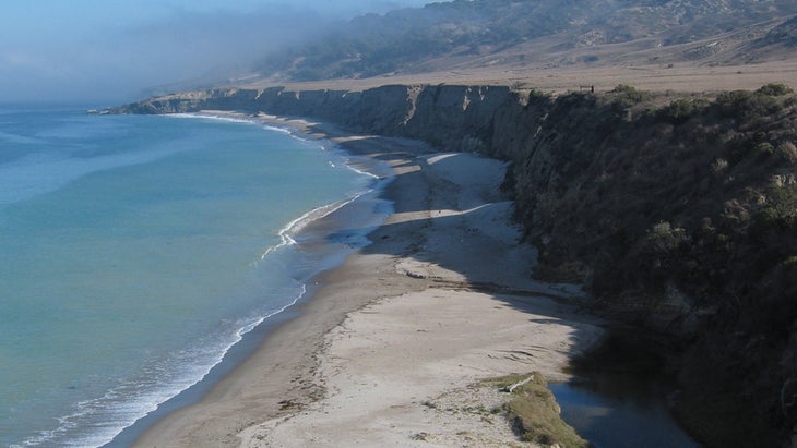 Torrey Pines, Santa Rosa Island, Channel Islands, California