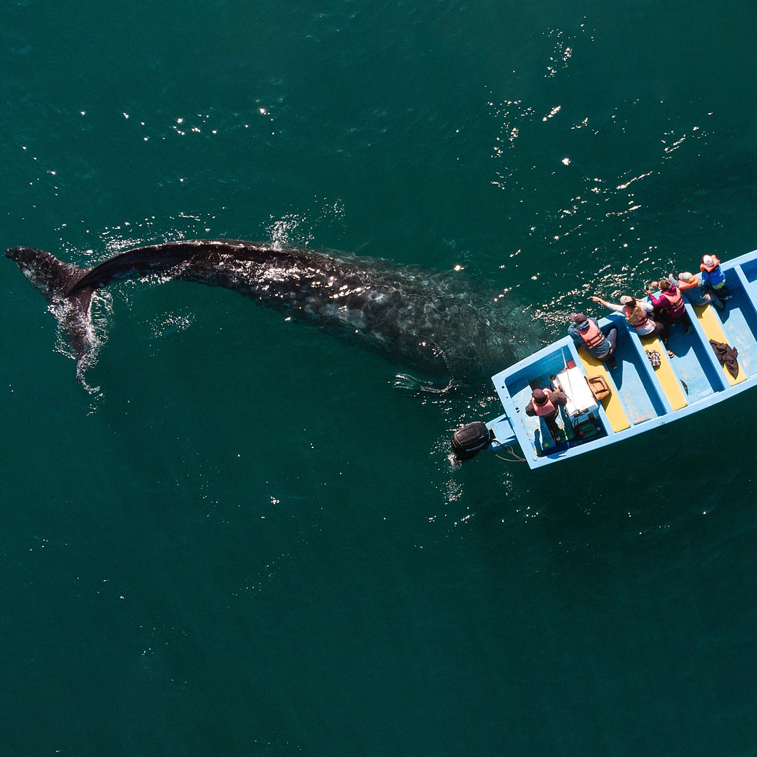 A gray whale swims beneath a boat with seven people. The whales swim thousands of miles to mate in the warmer waters off the Baja peninsula.