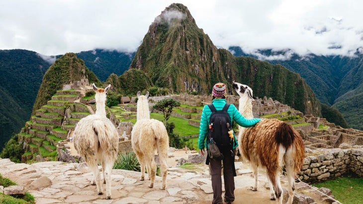 A woman looks at the Inca site of Machu Picchu citadel with three cute llamas beside her.