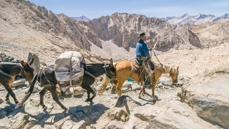 A cowboy riding a horse leads a mule train over a mountain pass on the JMT.