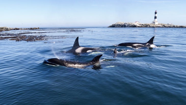 A pod of orcas skim the surface off British Columbia.