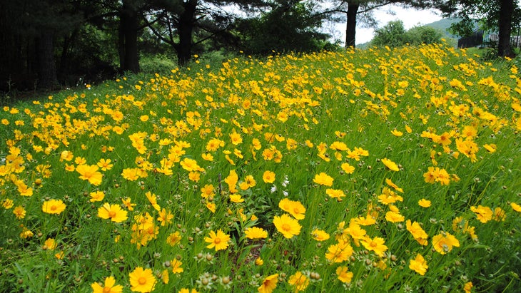 wildflowers