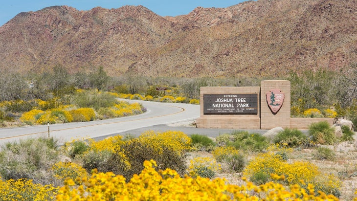 Joshua Tree entrance sign with wildflowers