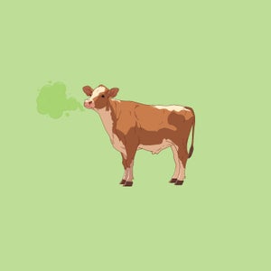 Cow belching methane on green background