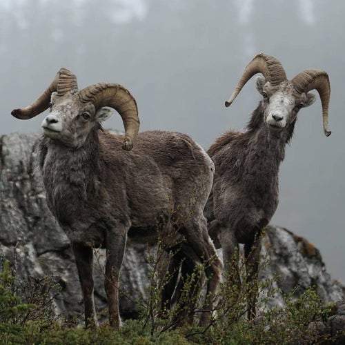Stone's sheep along the Alaska Highway.