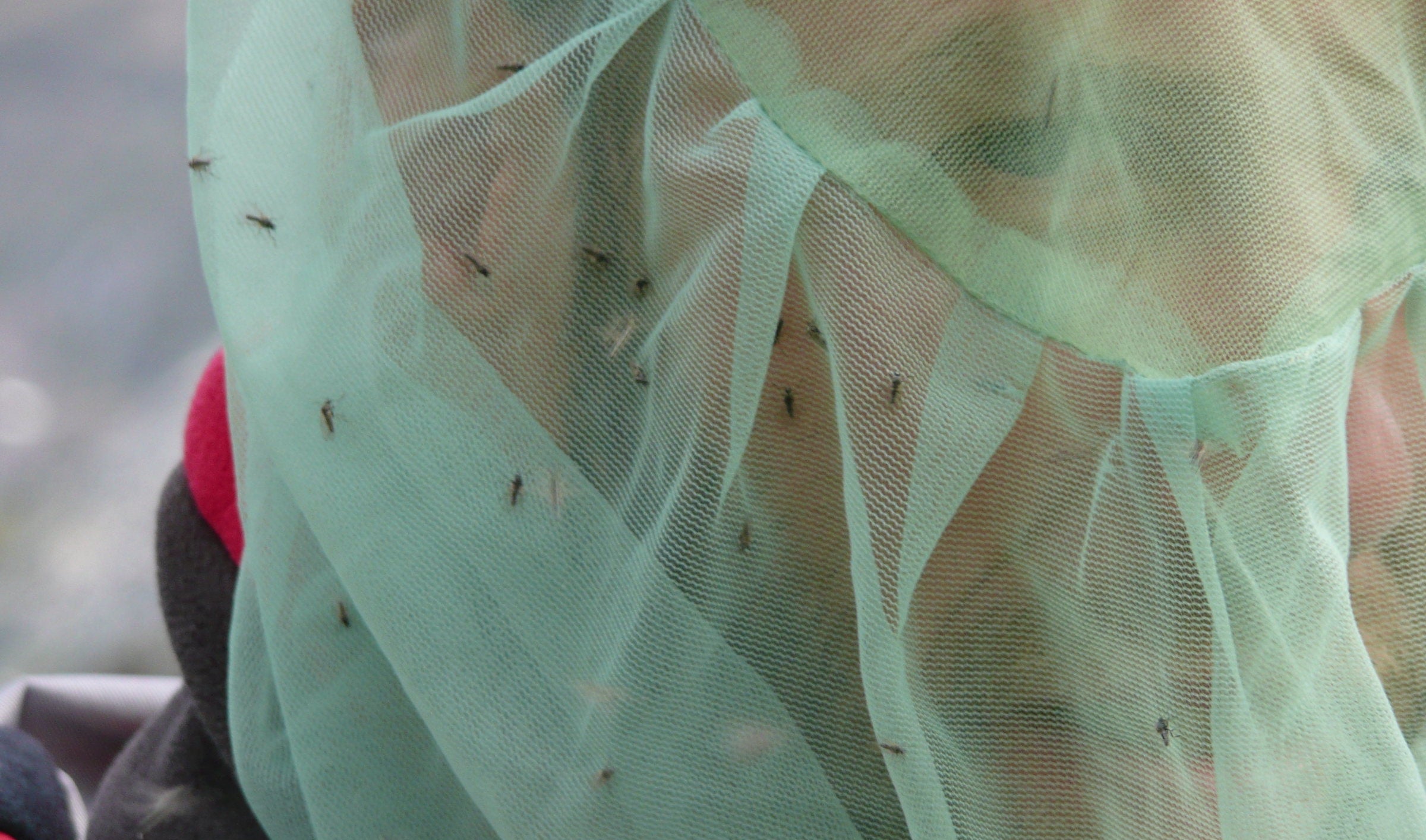 Mosquitos landing on a hiker's head net.