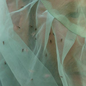 Mosquitos landing on a hiker's head net.