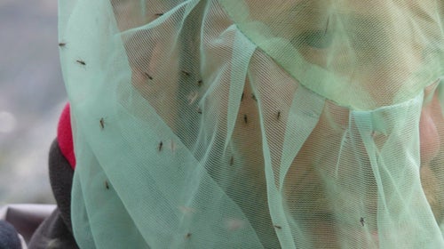 Mosquitos landing on a hiker's head net.