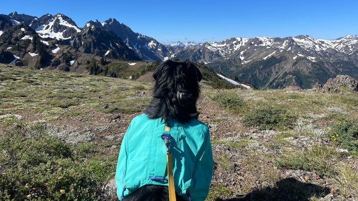 Black dog wearing teal pack on hiking trail with mountains in background