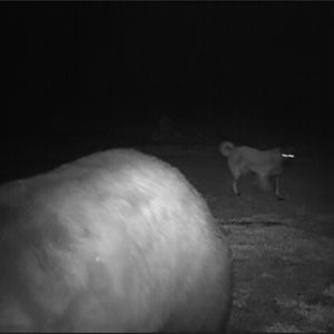 If you do everything else right, a dog can be an additional tool for avoiding grizzly bears the next time you recreate in the places they call home.