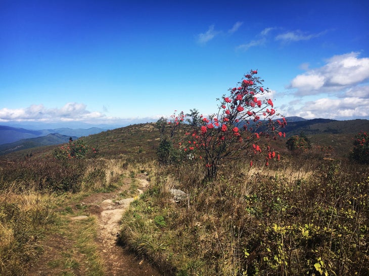 Black Balsam hike