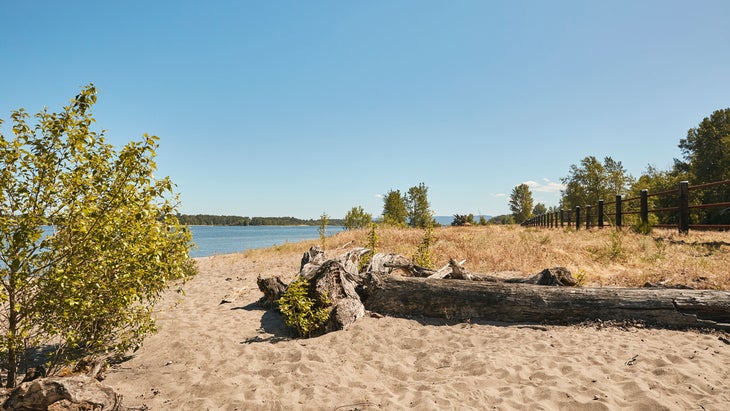 Large logs and driftwood washed up on the beach on Sauvie Island