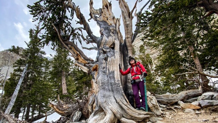 The author stands beside a tall, ancient bristlecone pine at Great Basin National Park.