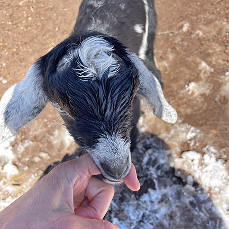 Baby goat nibbling on finger